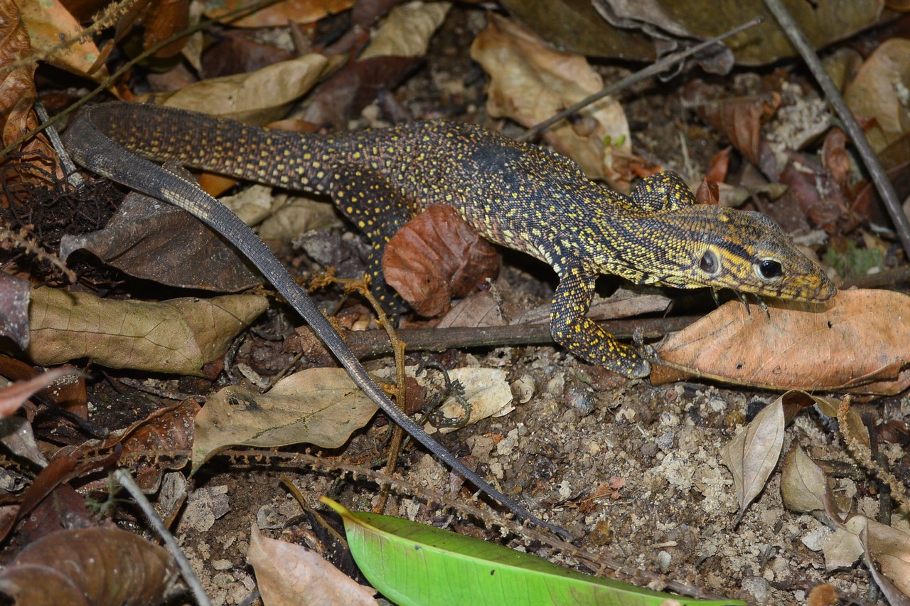 Varanus nebulosus